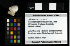 Foto (Objekt + Etiketten) von Goniodromites bidentatus (Reuss, 1858) 